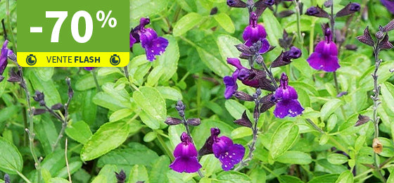 La Sauge Violette de Loire® est à -70% !