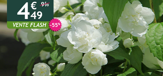 Le Seringat Virginal est à  -55%  soit  4,49€   au lieu de 9,99€ !