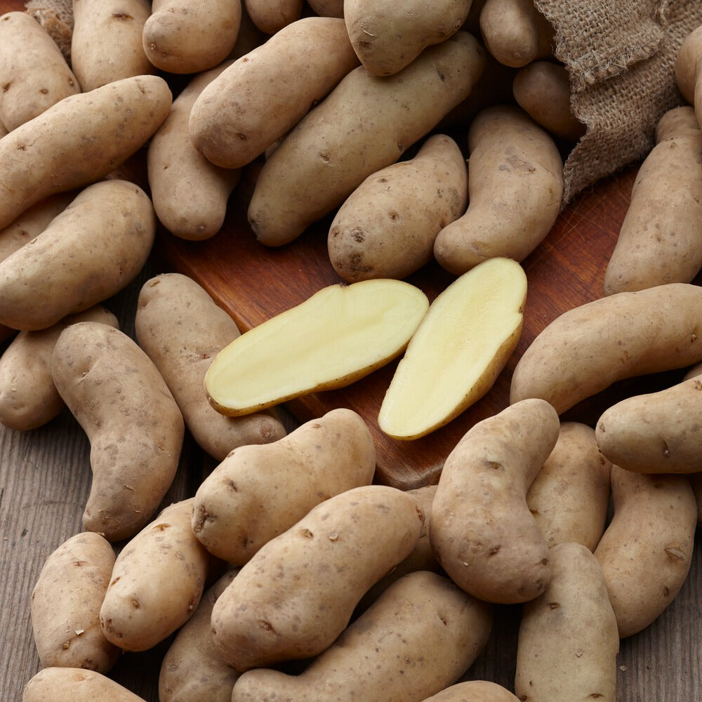 Plants de Pommes de Terre - 25 Pommes de terre Ratte - Solanum tuberosum ratte