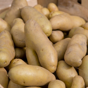 Solanum tuberosum ratte - 25 Pommes de terre Ratte - Plants de Pommes de Terre