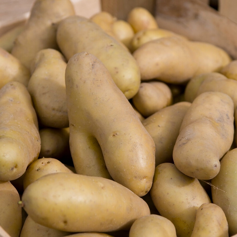 Solanum tuberosum ratte - 25 Pommes de terre Ratte - Plants de Pommes de Terre