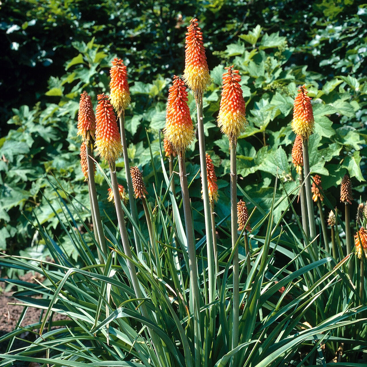 Kniphofia uvaria - 5 Tritomas - Kniphofia