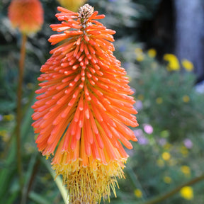 Kniphofia - 5 Tritomas - Kniphofia uvaria