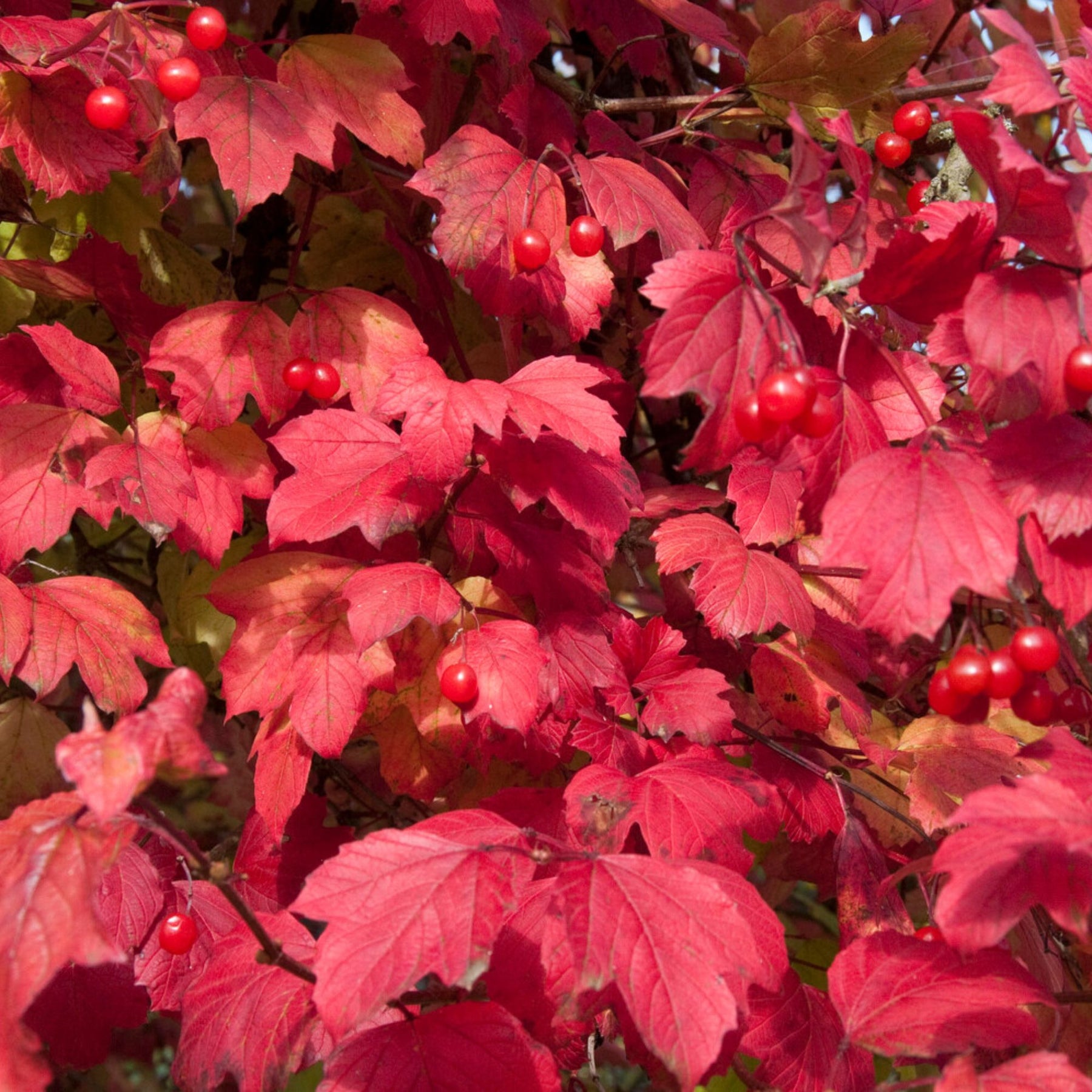Vente Viorne Boule de neige - Viornes
