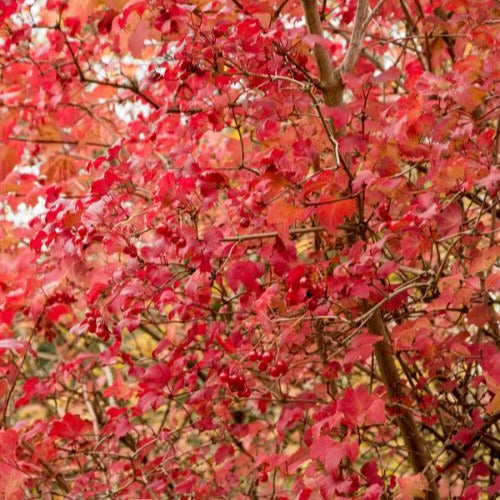 Viorne Boule de neige - Viornes - Willemse