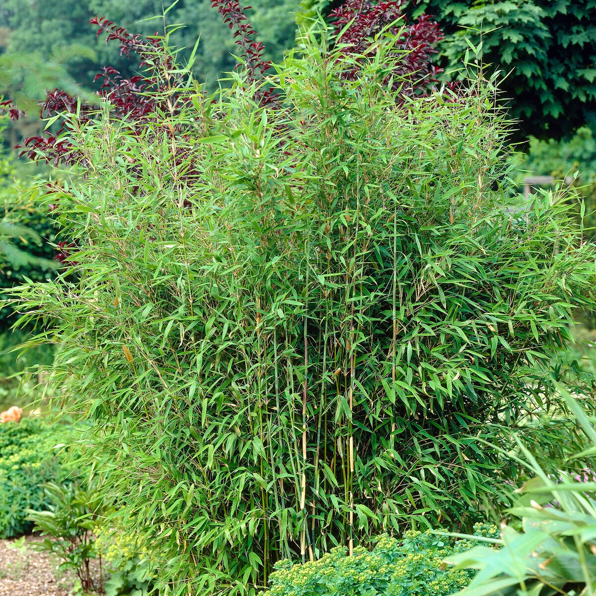 Bambou vert non-traçant