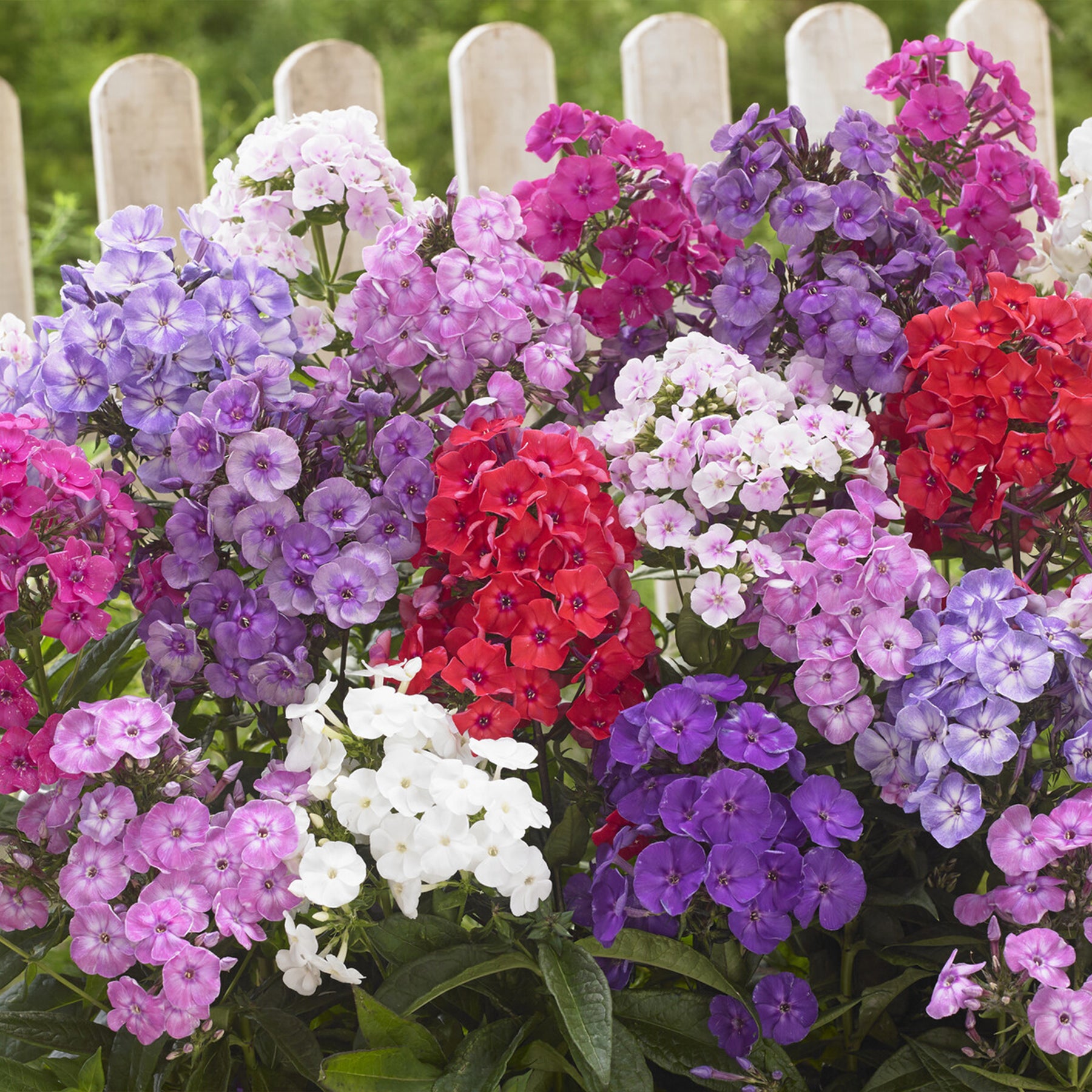 Collections de vivaces - Collection de 15 plantes vivaces  - 2 m² - Helenium, Monarda,  Phlox paniculata, Rudbeckia Goldstrum, Gypsophila paniculata, Liatris spicata, Solidago, Astilbe