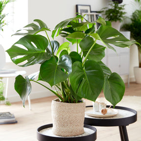 Monstera deliciosa - Philodendron Monstera deliciosa - Philodendron