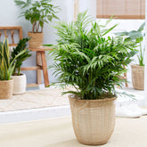 Palmier nain - Palmier des montagnes - Willemse