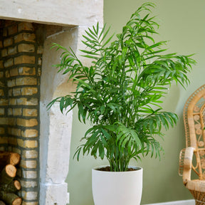 Palmier nain - Palmier des montagnes - Chamaedorea elegans - Willemse