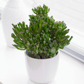 Crassula hobbit - Willemse