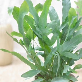 Phlebodium blue star - Fougère Blue Star - Fougère d'intérieur