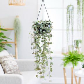 Vente Chaine des coeurs - Ceropegia woodii