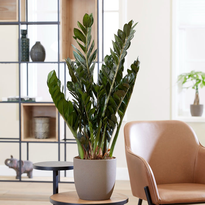 Zamioculcas zamiifolia en Bohemian main image 1
