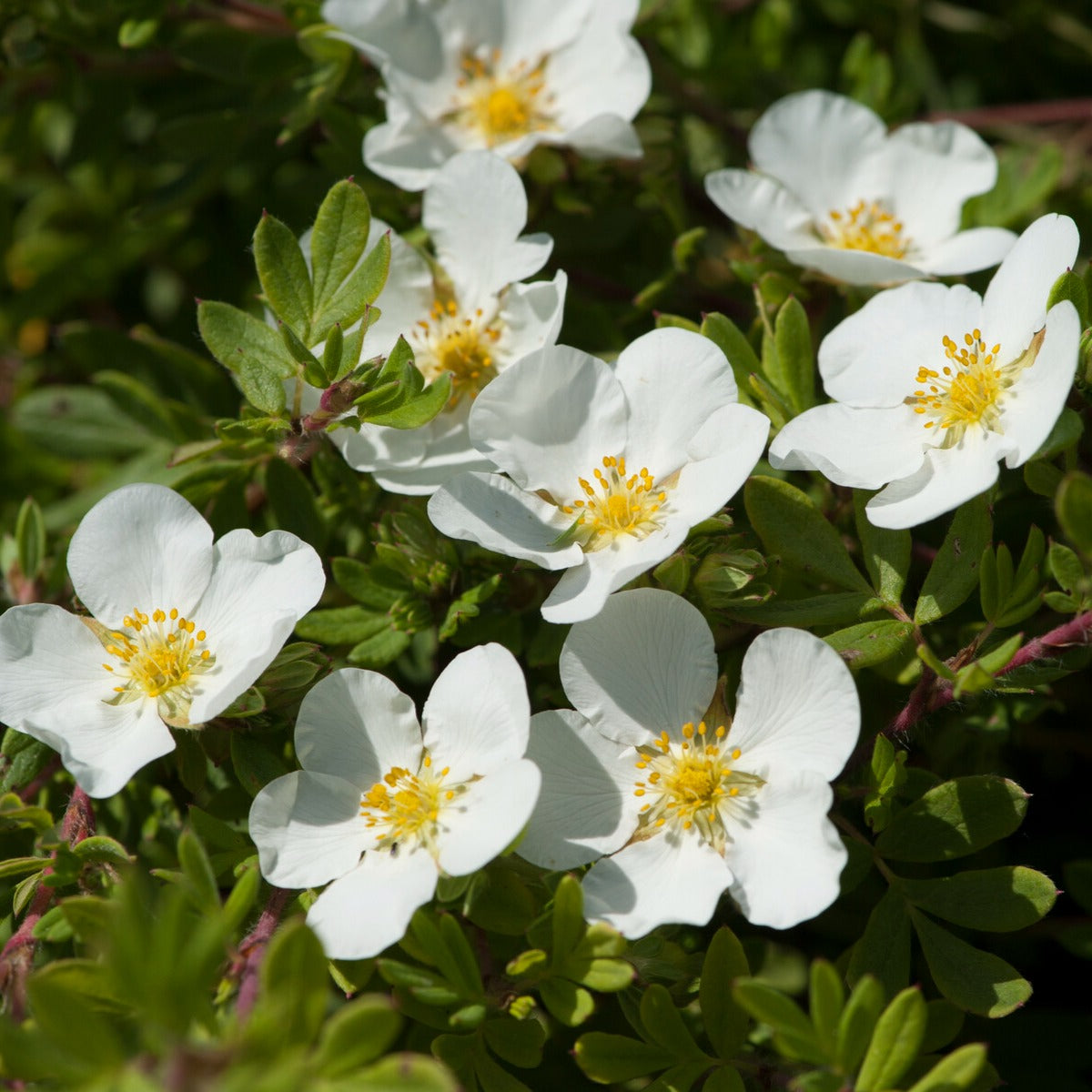 Potentilla fruticosa Abbotswood - Potentille Abbotswood - Potentilles