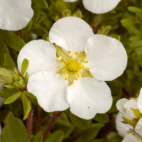 Potentilles - Potentille Abbotswood - Potentilla fruticosa Abbotswood