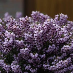 Vente Bruyère d'hiver Darley Dale