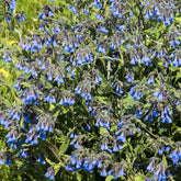 Consoude bleue - Willemse