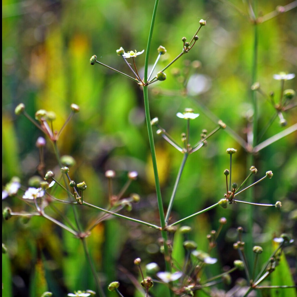 Plantain d'eau lancéolé - Alisma lanceolatum - Plantes