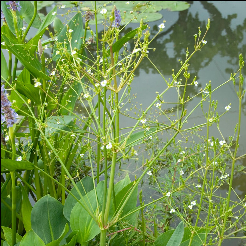Plantain d'eau - Alisma plantago-aquatica - Plantes
