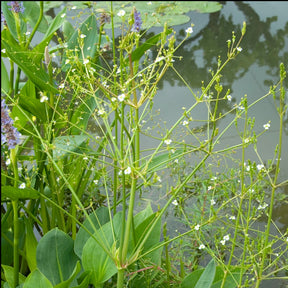 Plantain d'eau - Alisma plantago-aquatica - Plantes aquatiques