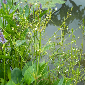 Plantes de bassins - Plantain d'eau - Alisma plantago-aquatica