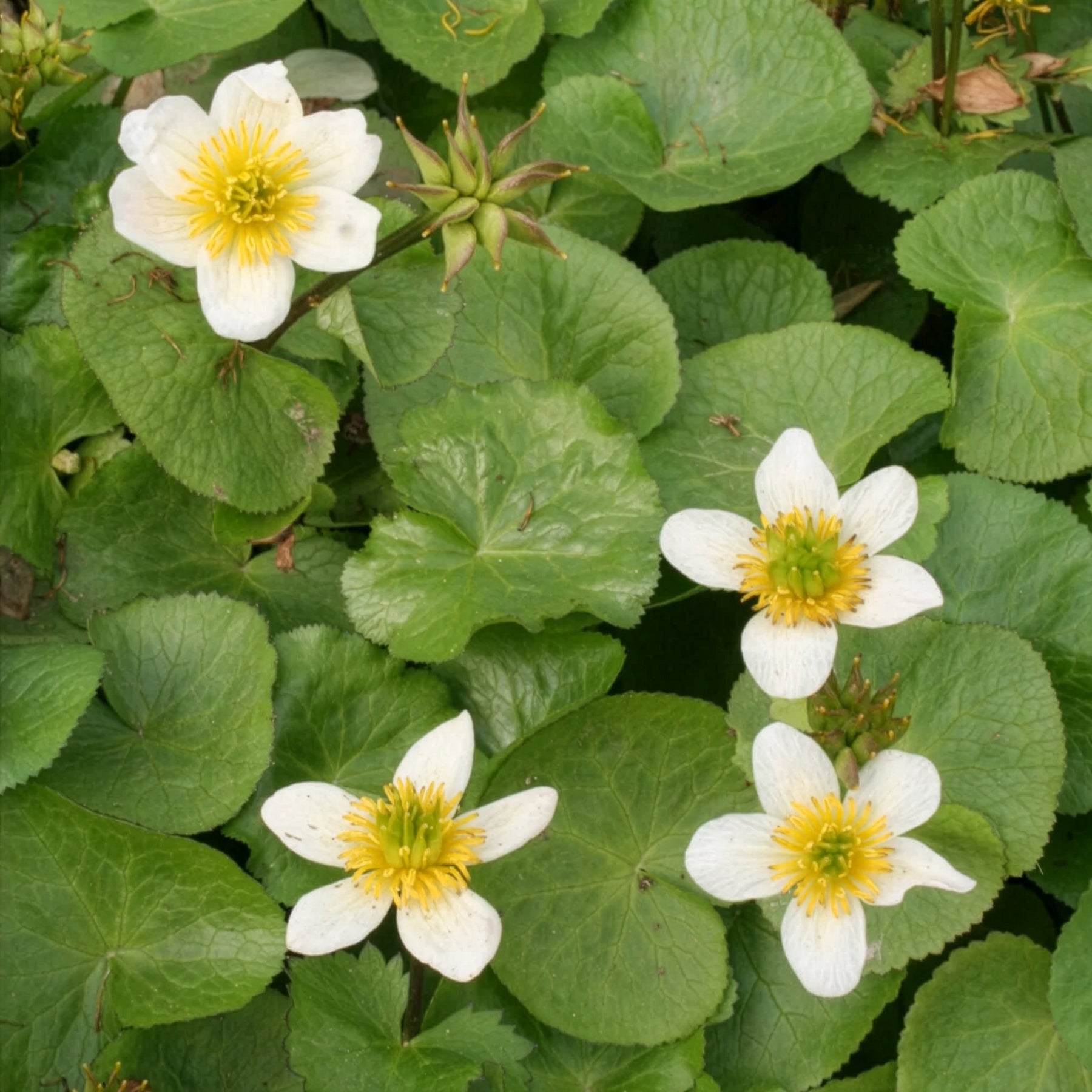 Populage blanc des marais - Willemse