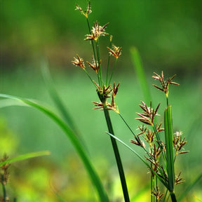 Cyperus longus - Souchet odorant - Plantes de berges