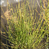 Petite prêle - Equisetum scirpoides - Plantes