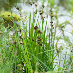 Juncus ensifolius - Jonc nain - Jonc