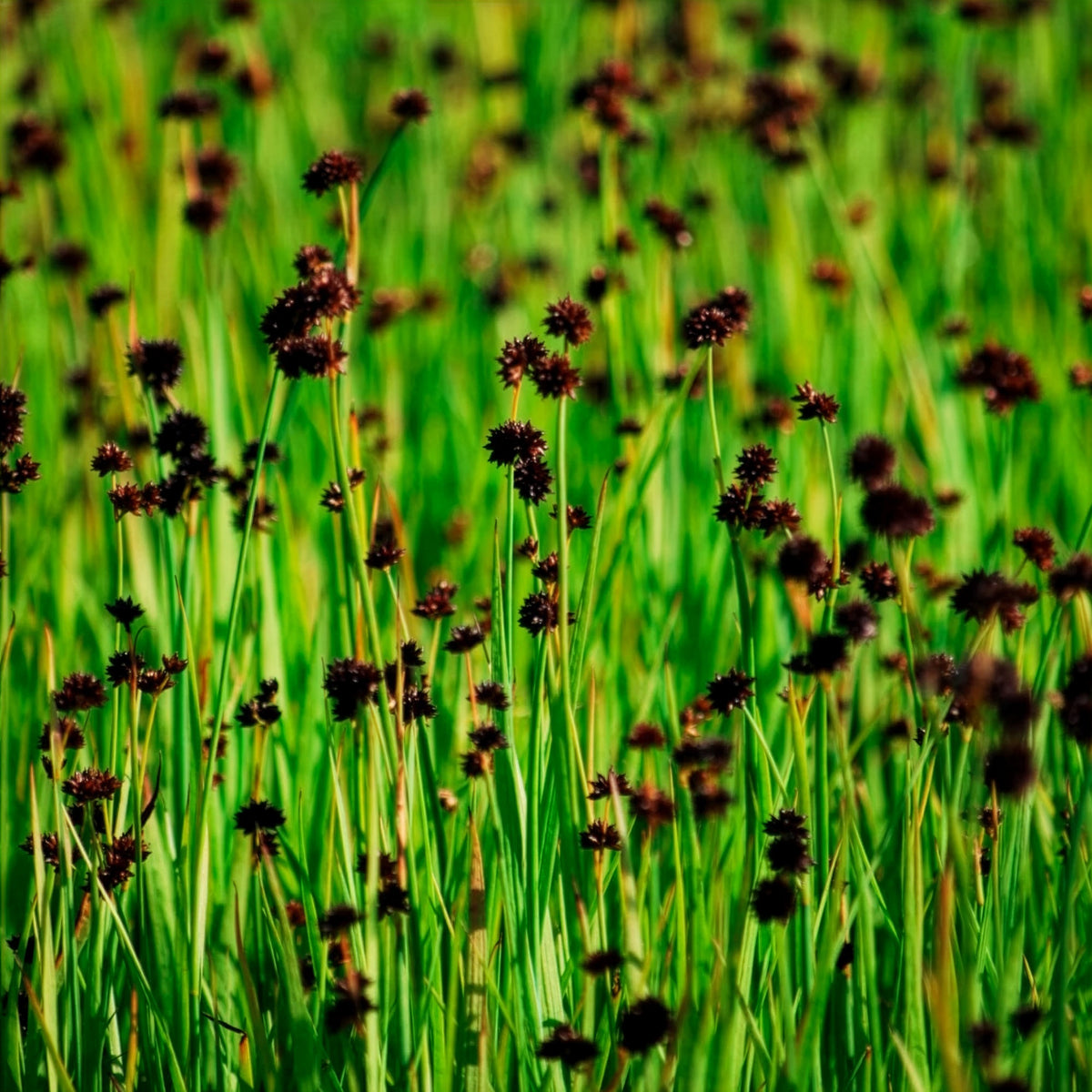 Jonc nain - Juncus ensifolius - Willemse
