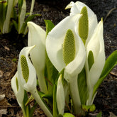 Arum bananier blanc - Willemse