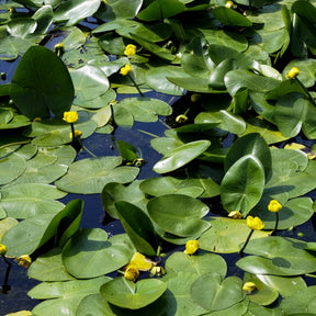 Nénuphars - Nénuphar commun - Nuphar lutea