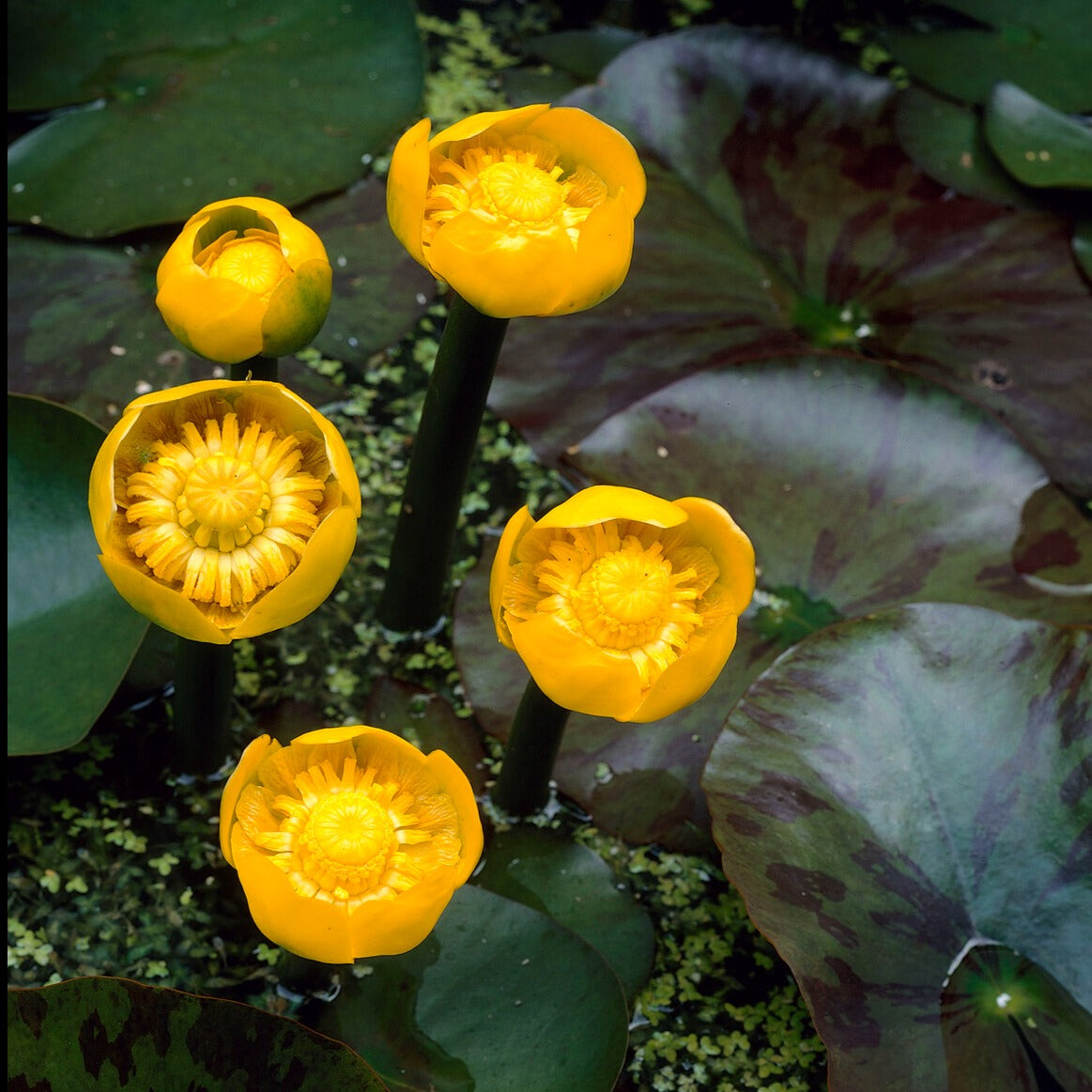 Nénuphar commun - Nuphar lutea - Plantes aquatiques