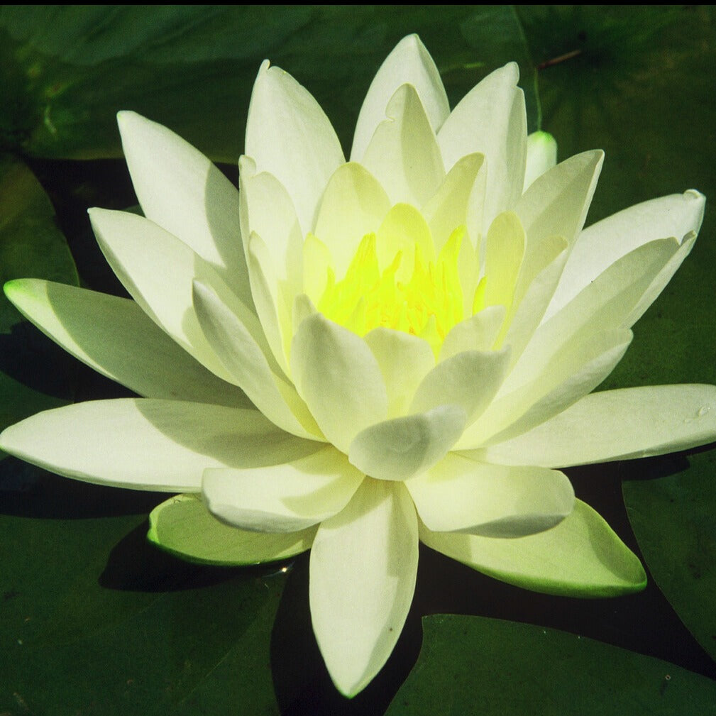 Nymphaea gladstoniana - Nénuphar Gladstoniana - Nénuphars