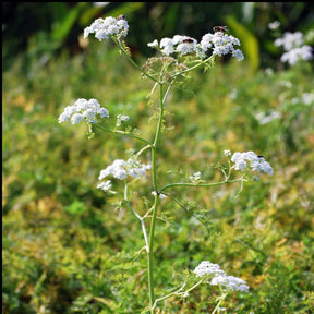 Oenanthe aquatica - Oenanthe aquatique - Plantes de bassins