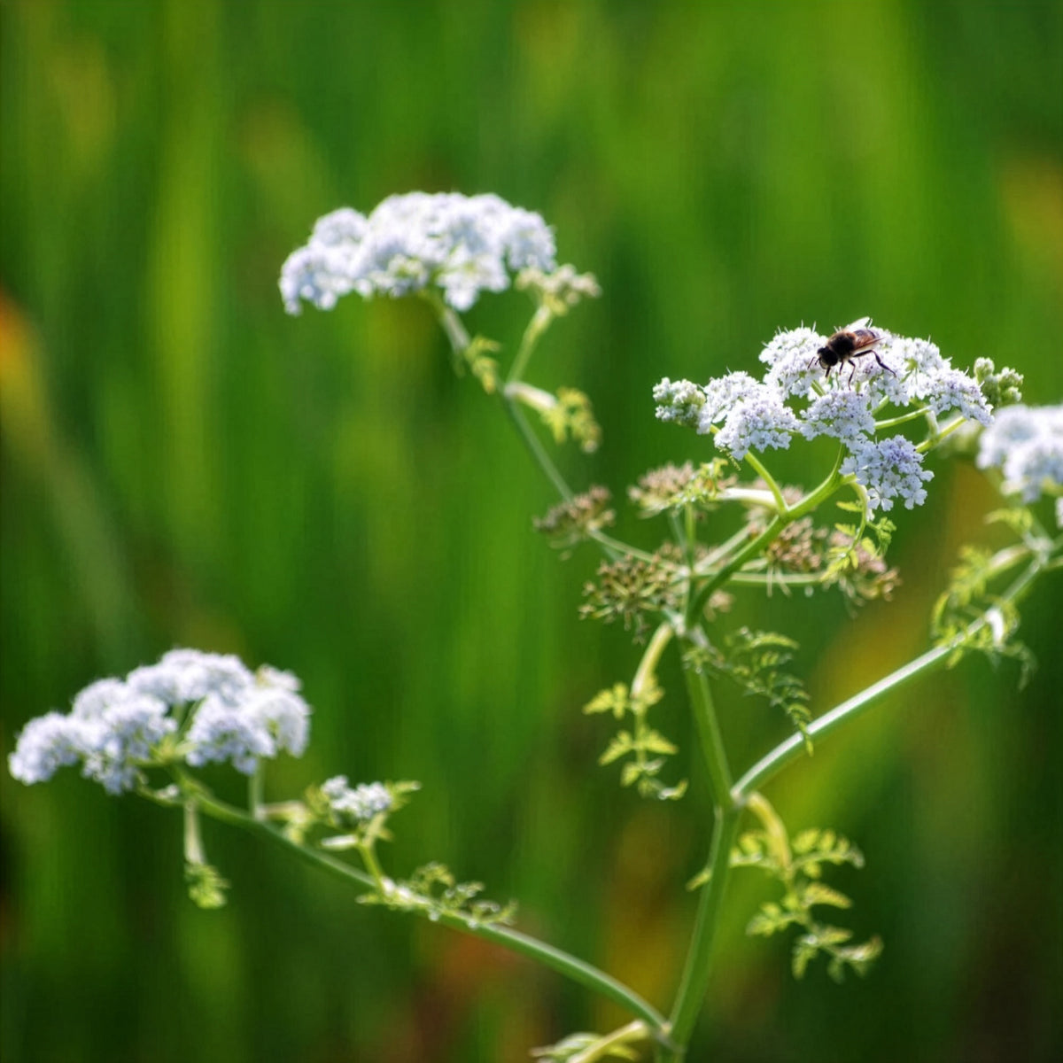 Oenanthe aquatique - Oenanthe aquatica - Willemse
