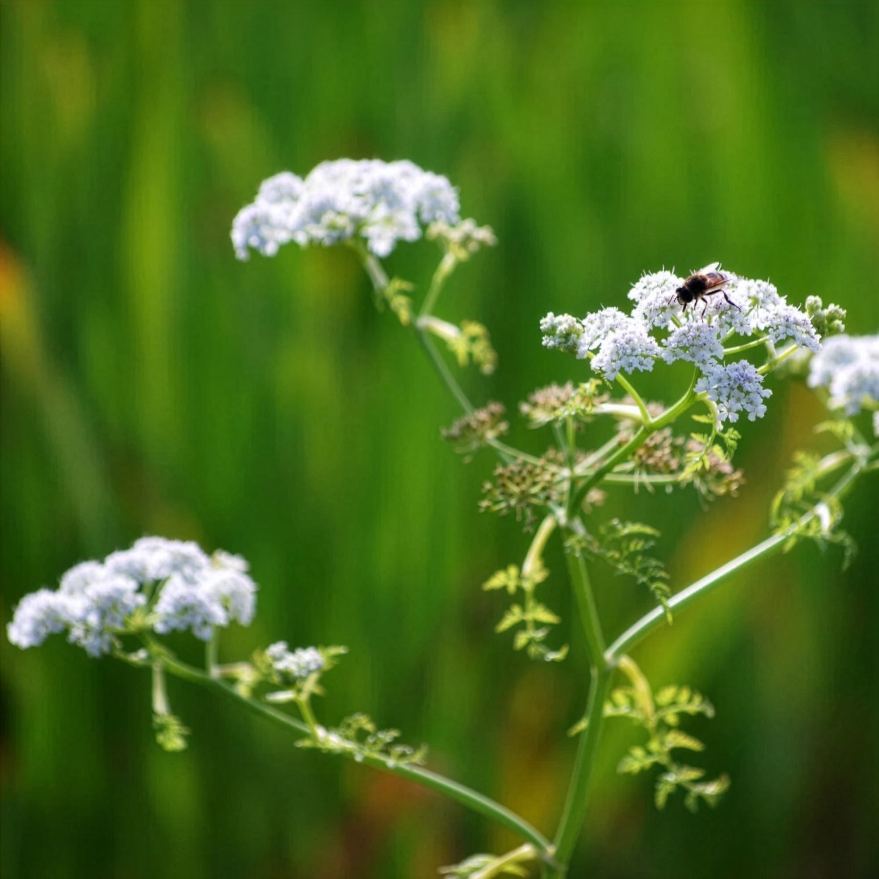 Oenanthe aquatique - Oenanthe aquatica - Willemse