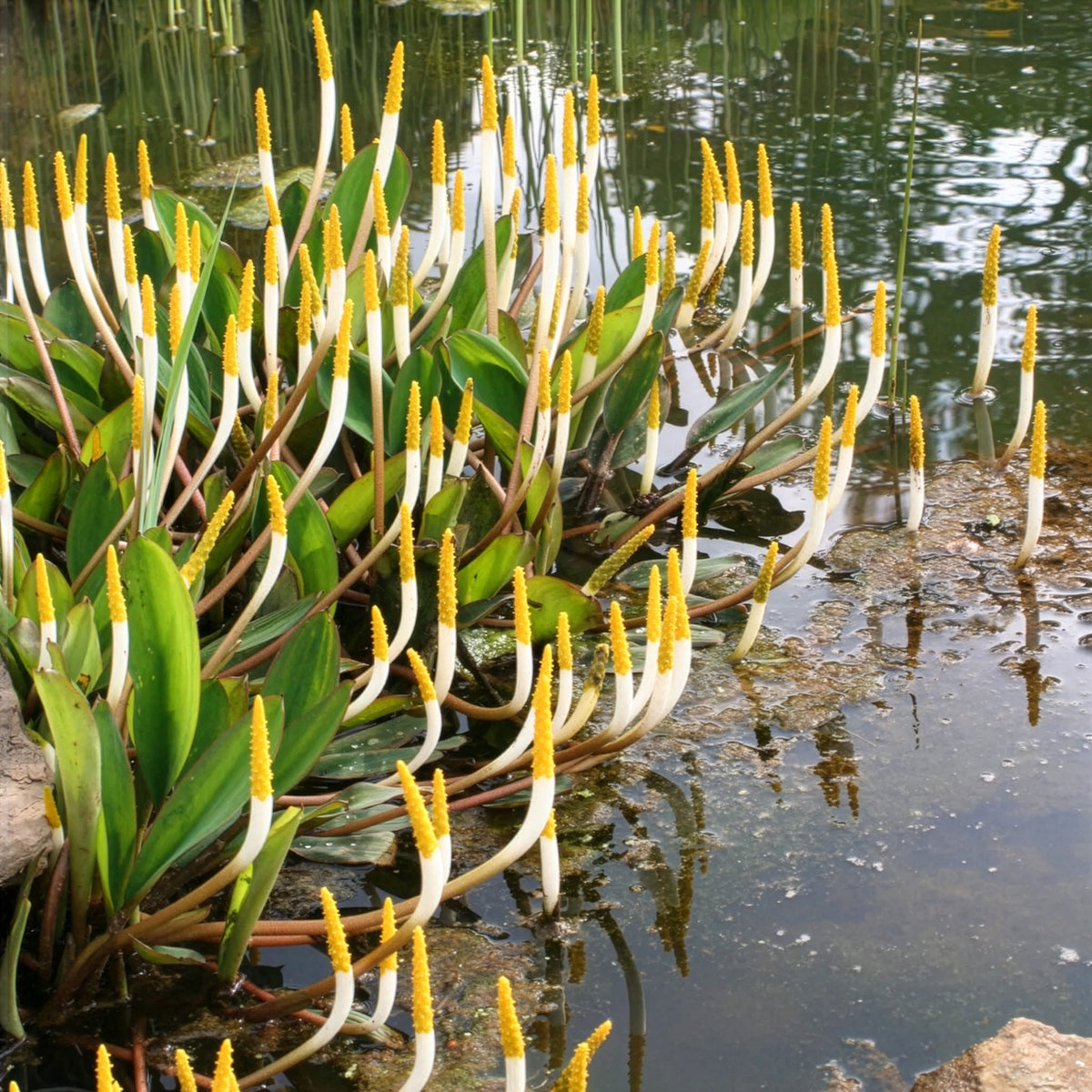 Plante bougie - Willemse