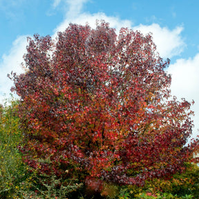 Vente Copalme - Liquidambar - Copalme d'Amérique - Liquidambar