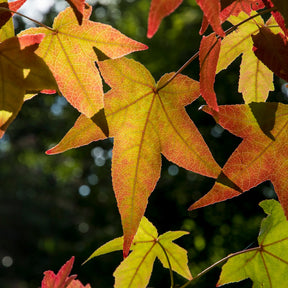 Copalme d'Amérique - Liquidambar - Copalme - Liquidambar - Willemse