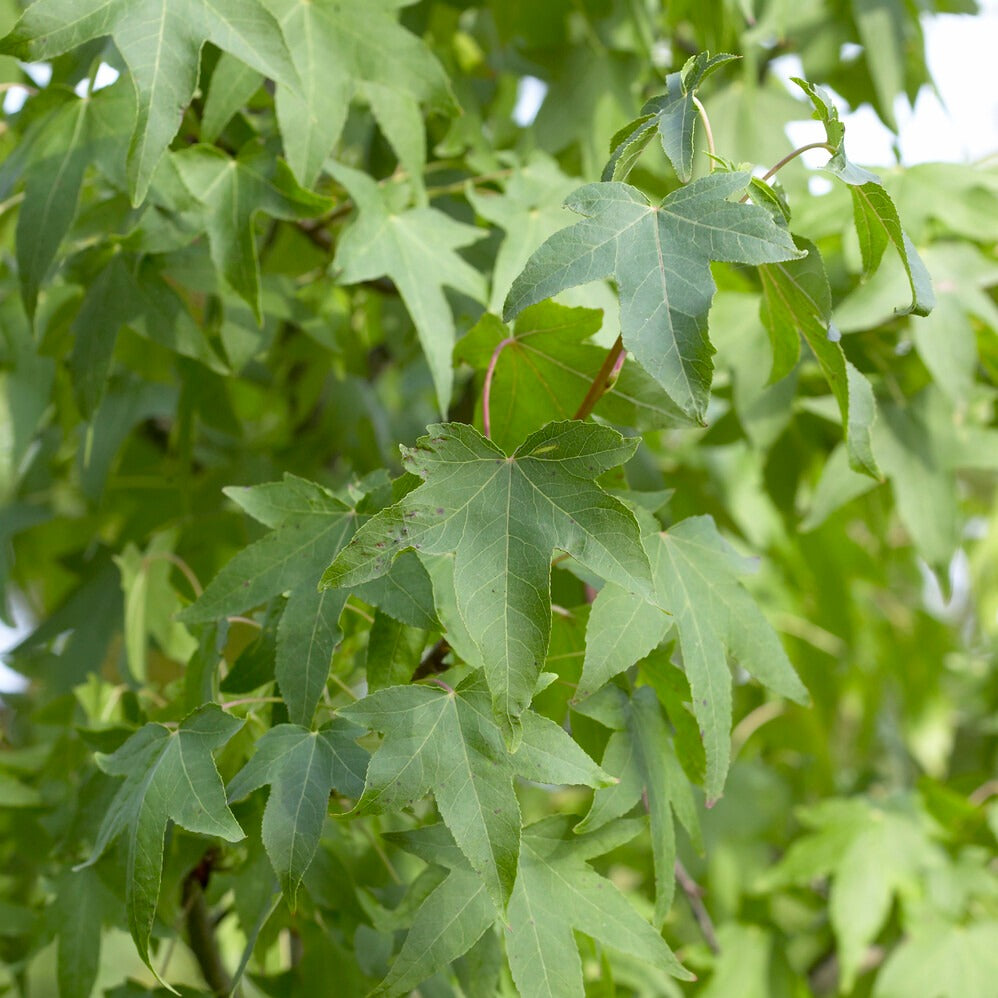 Vente Copalme d'Amérique - Liquidambar - Copalme - Liquidambar