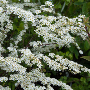 Spiraea arguta - Spirée dentelée - Spirées