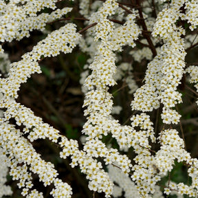 Spirées - Spirée dentelée - Spiraea arguta