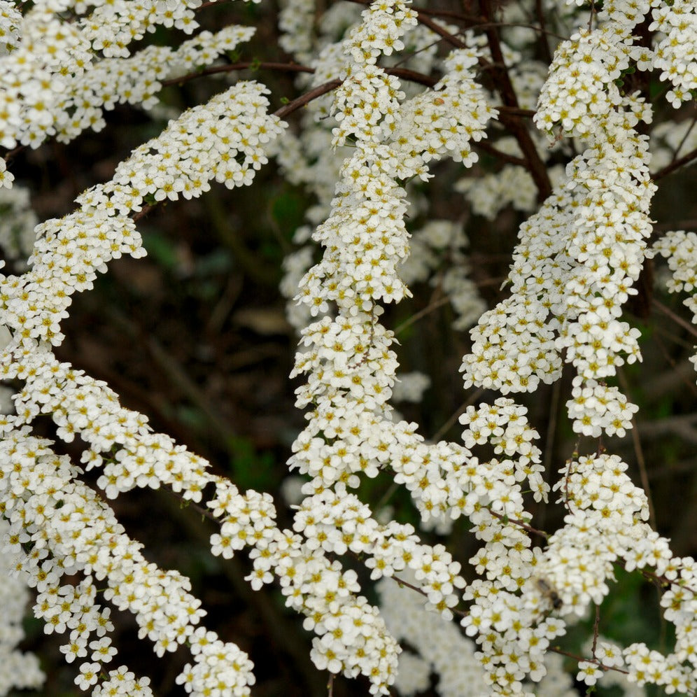 Spirées - Spirée dentelée - Spiraea arguta
