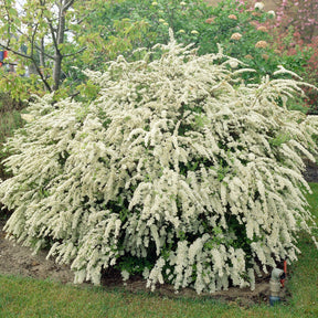 Vente Spirée de Vanhoutte - Spiraea vanhouttei