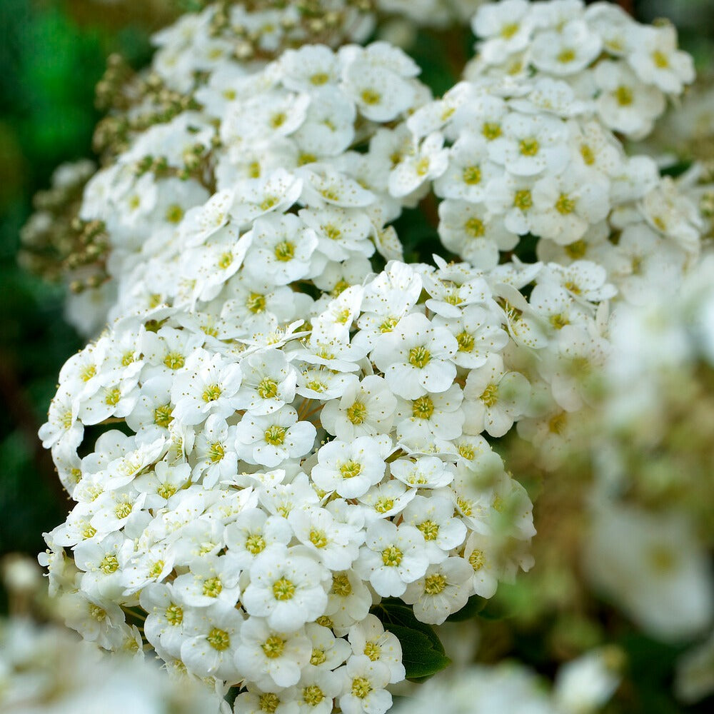 Spirées - Spirée de Vanhoutte - Spiraea vanhouttei