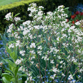 Aronia à feuilles d'arbousier Brilliant - Willemse