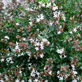 Abelia grandiflora 'sherwood' - Abélia à grandes fleurs Sherwood - Abelia