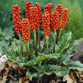 Arum - 3 Gouets commun - Arum italicum